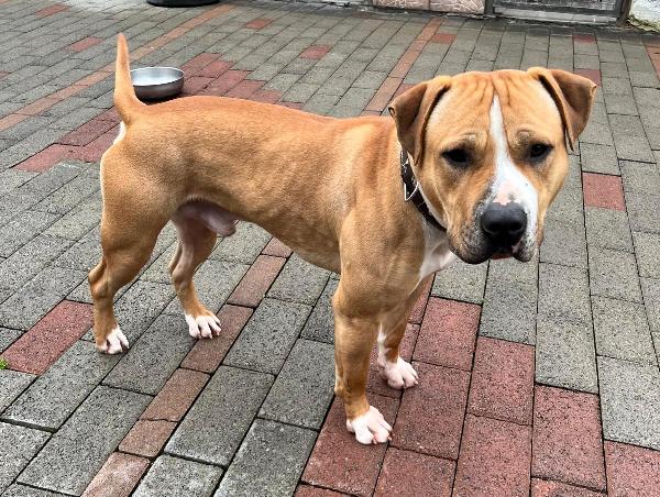 PABLO PIT BULL Foto 7